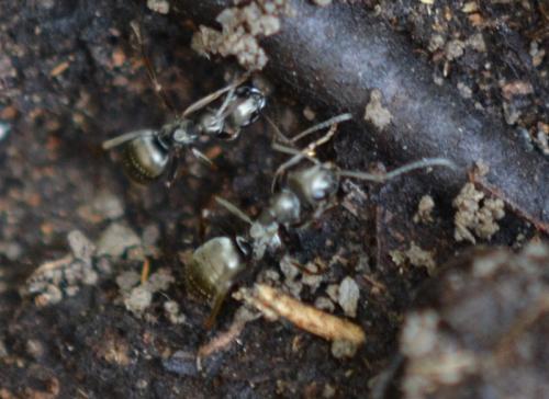 Réf. 296 691 : Formica sp.